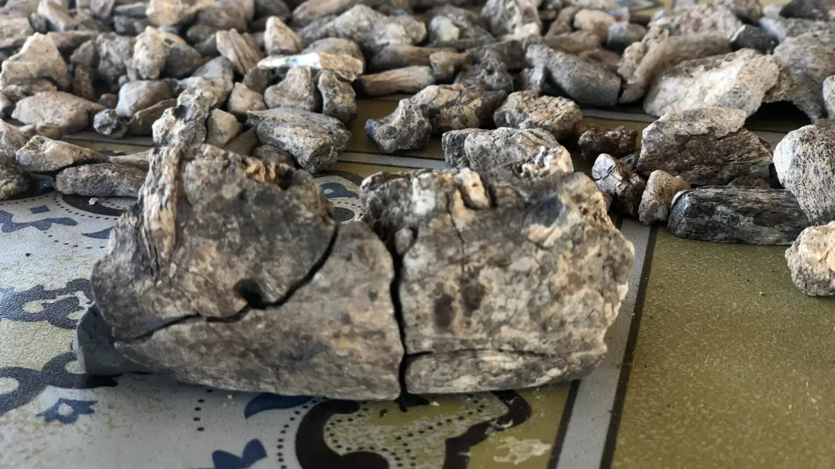 A 2.6-million-year-old *Paranthropus* jawbone discovered in Ethiopia’s Afar region, expanding the genus’ known range and challenging assumptions about its ecological niche.