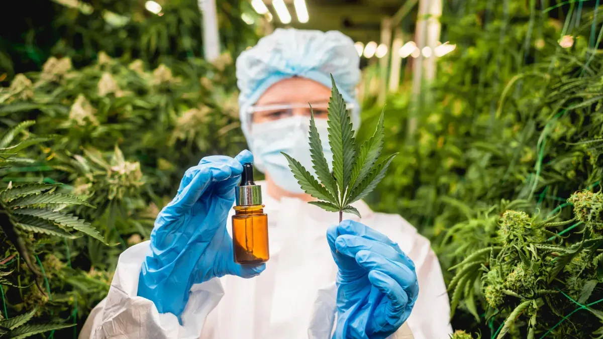 Ancient Cannabis Enzymes Revived for Modern Medical Applications