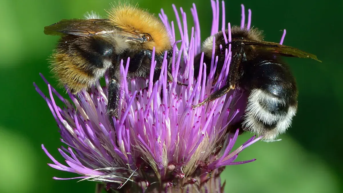 Bees performing waggle dance with mathematical symbols in background