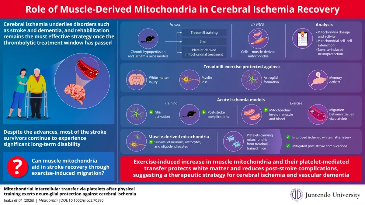 Microscopic view of platelets transporting mitochondria to brain cells in stroke recovery research