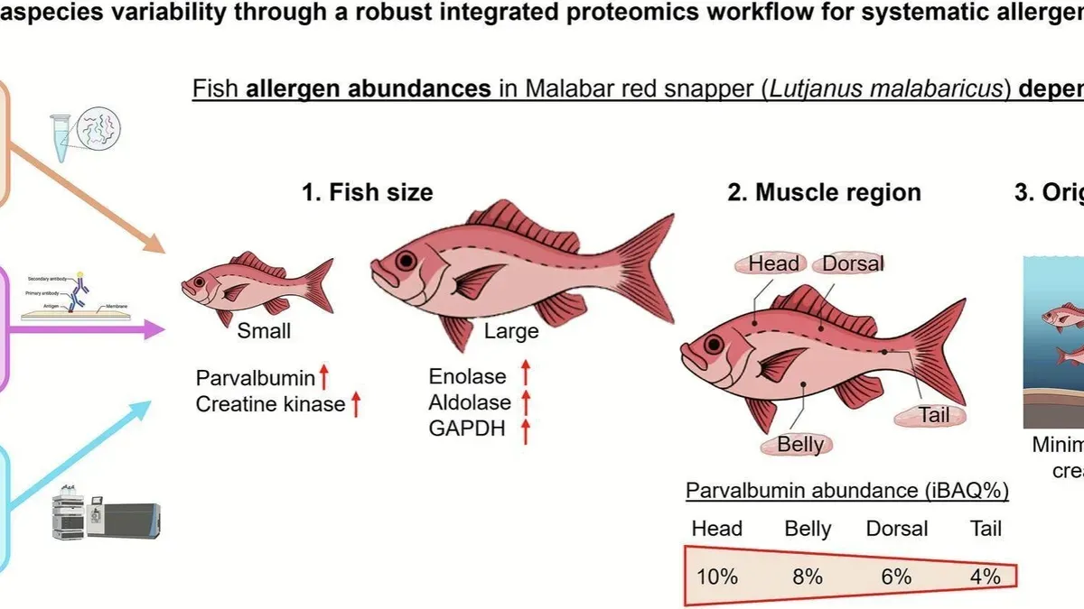 Fish allergy study showing allergen distribution in different fish sizes and body regions