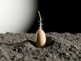Potatoes Sprout in Lunar Dust When Spiked with Earth Compost